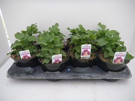 Immagine di SURFINIA V.14 CM META' COLTURA