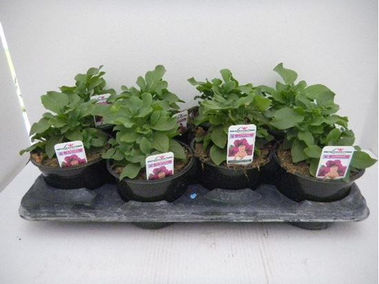 Immagine di SURFINIA V.14 CM META' COLTURA