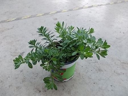 Immagine di TRIXI DI CALIBRACHOA V.14 CM META' COLTURA