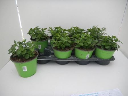 Immagine di TRIXI MIX V.14 CM META' COLTURA