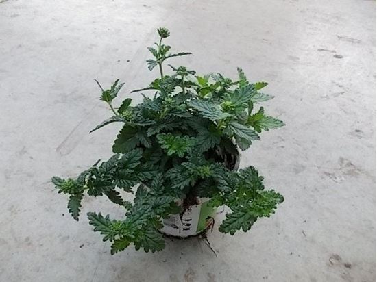 Immagine di TRIXI DI VERBENA V.14 CM META' COLTURA