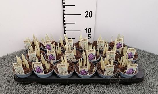 Immagine di BULBI MIX V.9 CM