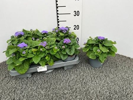 Immagine di AGERATUM V.12 CM
