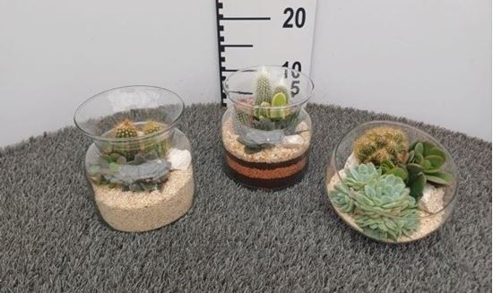 Immagine di COMPOSIZIONE NR.072 CACTUS