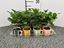Immagine di COMPOSIZIONE NR.462 COFFEA