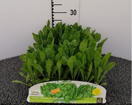 Immagine di CICORIA PUNTARELLE DI GALATINA PACK 9 PIANTE