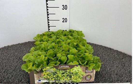 Immagine di LATTUGA F. DI QUERCIA VERDE PACK 9 PIANTE