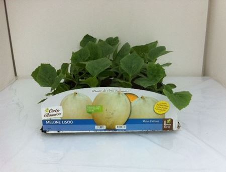 Immagine di MELONE LISCIO F1 PACK 4 PIANTE