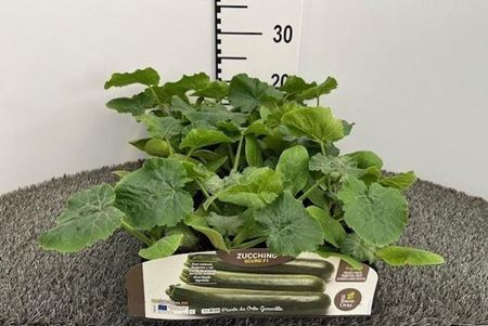 Immagine di ZUCCHINO SCURO F1 PACK 4 PIANTE