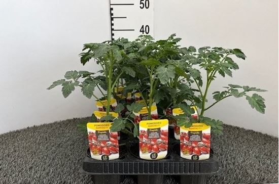 Immagine di POMODORO SUPER DATTERINO MARKINO F1 V.10 CM