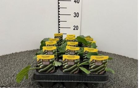 Immagine di ZUCCHINO VERDE F1 V.10 CM