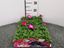 Immagine di PETUNIA PACK 4 PIANTE