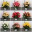Immagine di BEGONIA ELATIOR V.14 CM