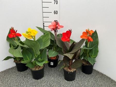 Immagine di CANNA INDICA CANNOVA V.14 CM