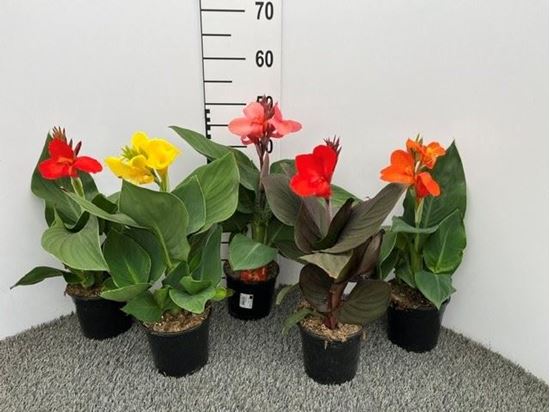 Immagine di CANNA INDICA CANNOVA V.14 CM