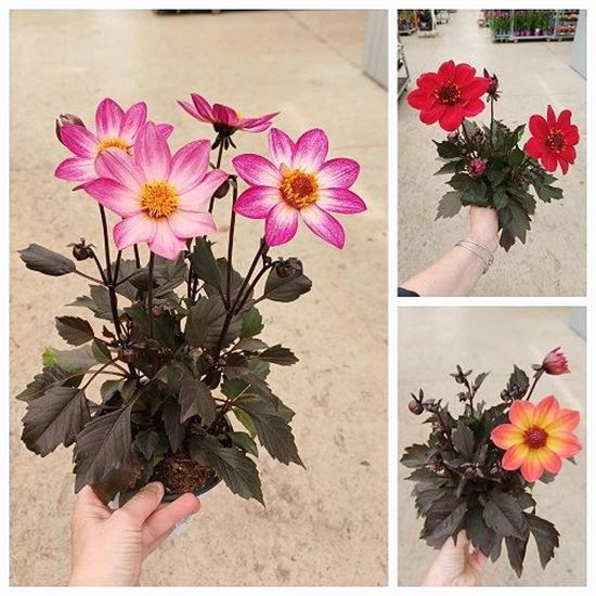 Immagine di DALIA DAHLEGRIA V.14 CM