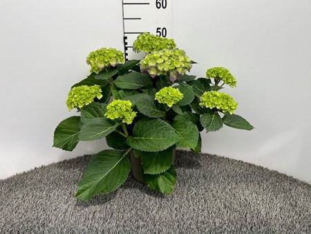 Immagine di HORTENSIA V.19 CM
