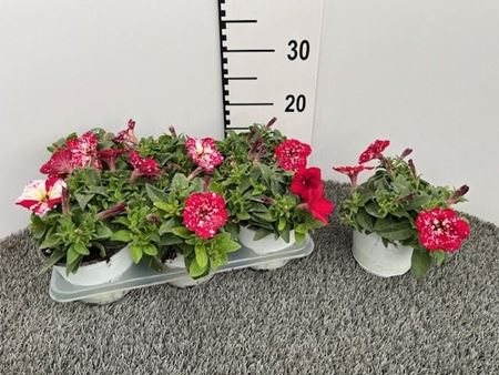 Immagine di PETUNIA CHERRY SKY V.14 CM