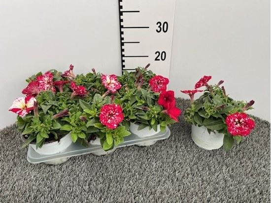 Immagine di PETUNIA CHERRY SKY V.14 CM