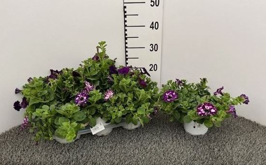 Immagine di PETUNIA ELECTRIC PURPLE SKY V.14 CM