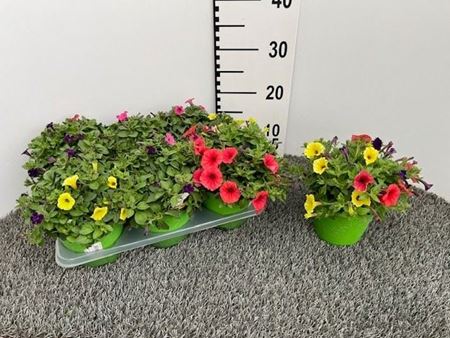 Immagine di PETUNIA MINI VISTA TRICOLOR V.14 CM