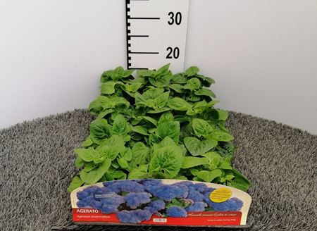 Immagine di AGERATUM V.10 CM