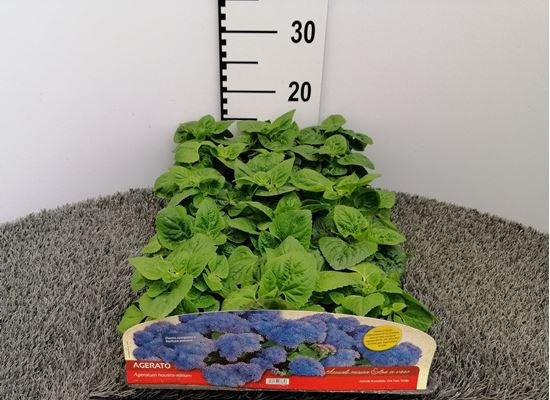 Immagine di AGERATUM V.10 CM