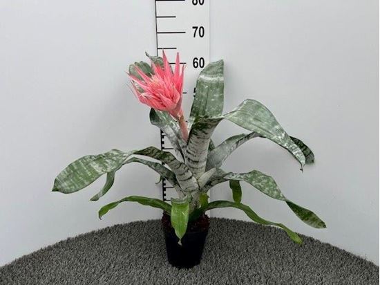 Immagine di AECHMEA PRIMERA V.14 CM
