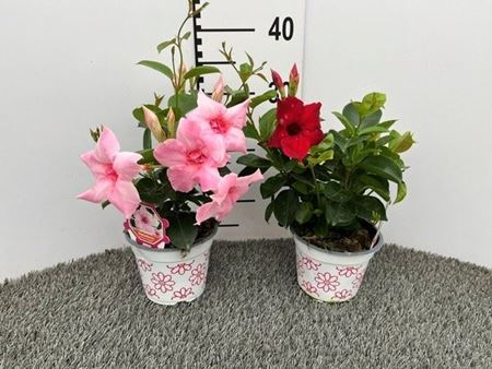 Immagine di DIPLADENIA FIORE DOPPIO V.14 CM