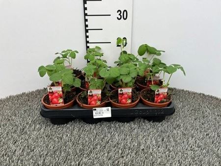 Immagine di FRAGOLA V.10 CM OSTARA