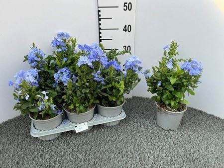 Immagine di PLUMBAGO V.14 CM