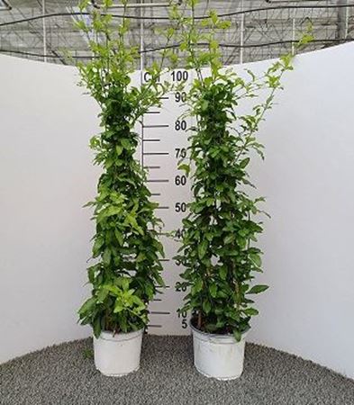 Immagine di PLUMBAGO PIRAMIDE V.17 CM