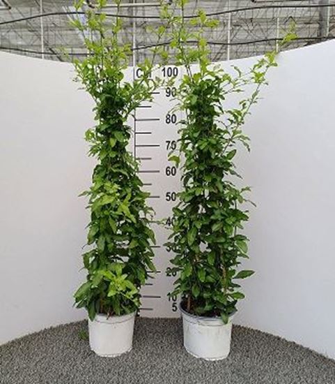 Immagine di PLUMBAGO PIRAMIDE V.17 CM