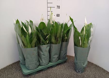 Immagine di SPATHIPHYLLUM V.13 CM