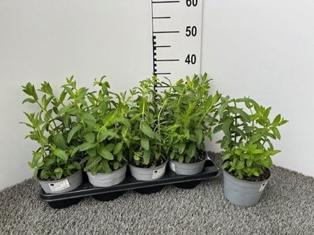Immagine di MENTA MAROCCHINA V.14 CM