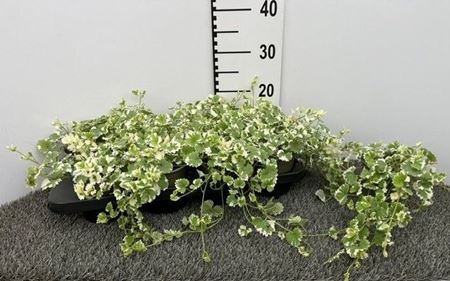 Immagine di GLECHOMA HEDERACEA V.13 CM
