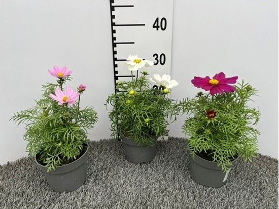 Immagine di COSMOS V.13 CM
