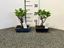 Immagine di BONSAI MIX V.15 CM