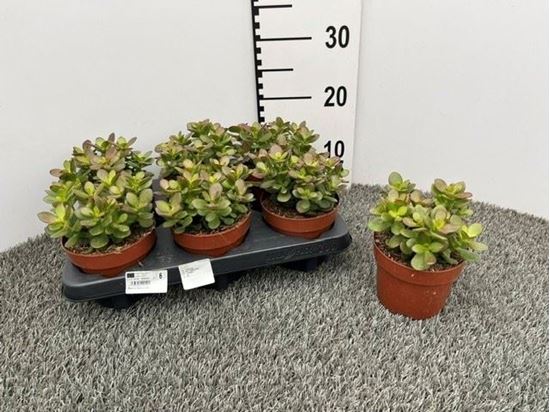 Immagine di CRASSULA OVATA V.12 CM