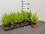 Immagine di CUPRESSUS GOLD. WILMA V.9 CM