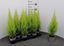 Immagine di CUPRESSUS GOLD. WILMA V.10,5 CM