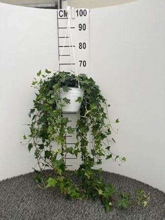 Immagine di HEDERA MIX BK.18 CM