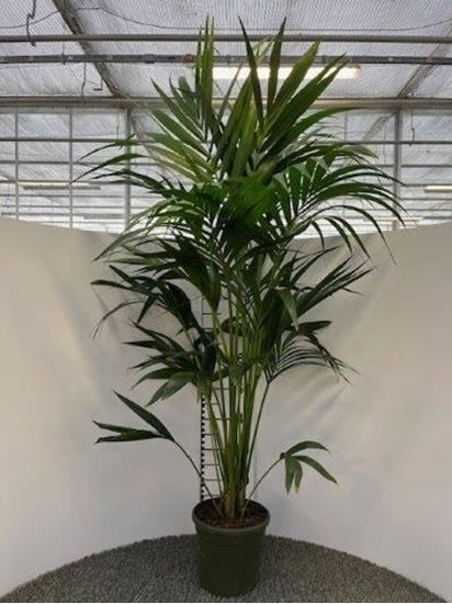 Immagine di KENTIA FORSTERIANA V.20 H.150/160 CM