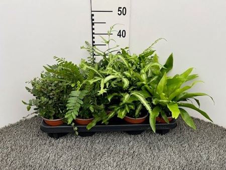 Immagine di PTERIS MIX V.12 CM VARIETA' DA  ESTERNO