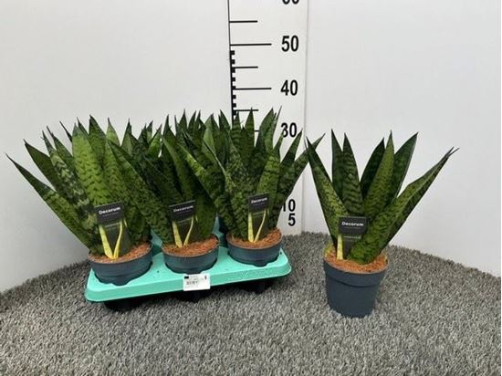 Immagine di SANSEVERIA FAN V.12 CM