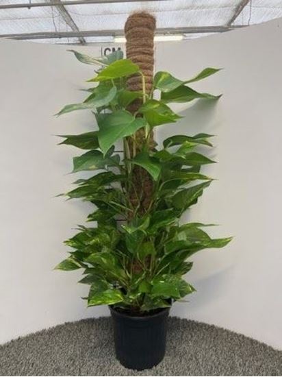 Immagine di SCINDAPSUS V.20 H.100 CM PALO