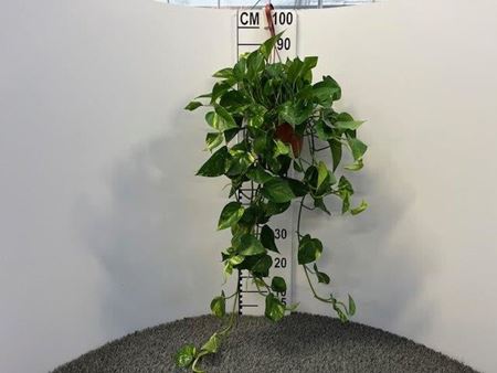 Immagine di SCINDAPSUS BK 17 CM