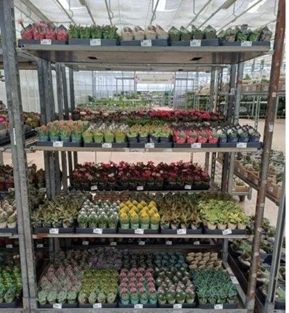 Immagine di SUCCULENTE MIX V.5,5 CM