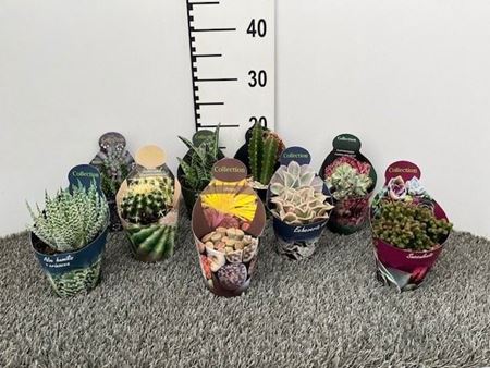 Immagine di SUCCULENTE MIX V.10 CM EXTRA