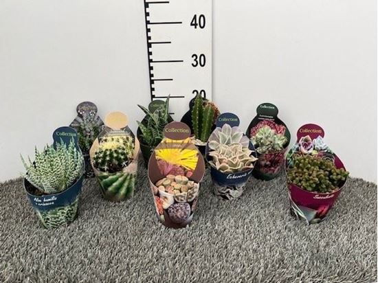 Immagine di SUCCULENTE MIX V.10 CM EXTRA